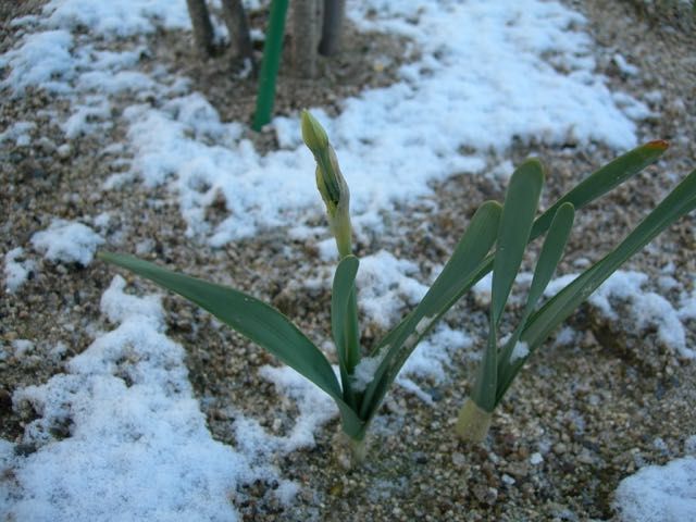 今シーズン３度目の積雪（１／１１）