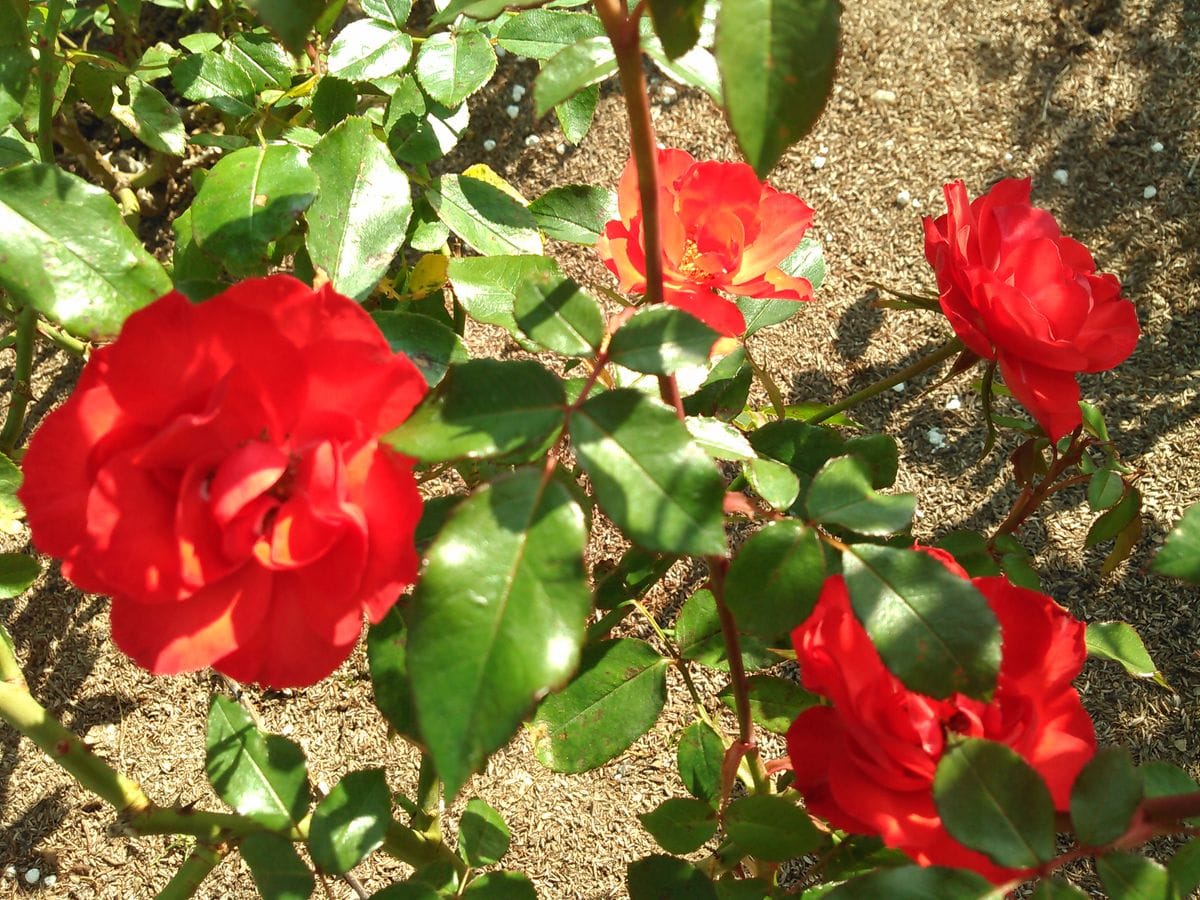 2017年・見に行った晩秋の公園で出会った薔薇たち！！