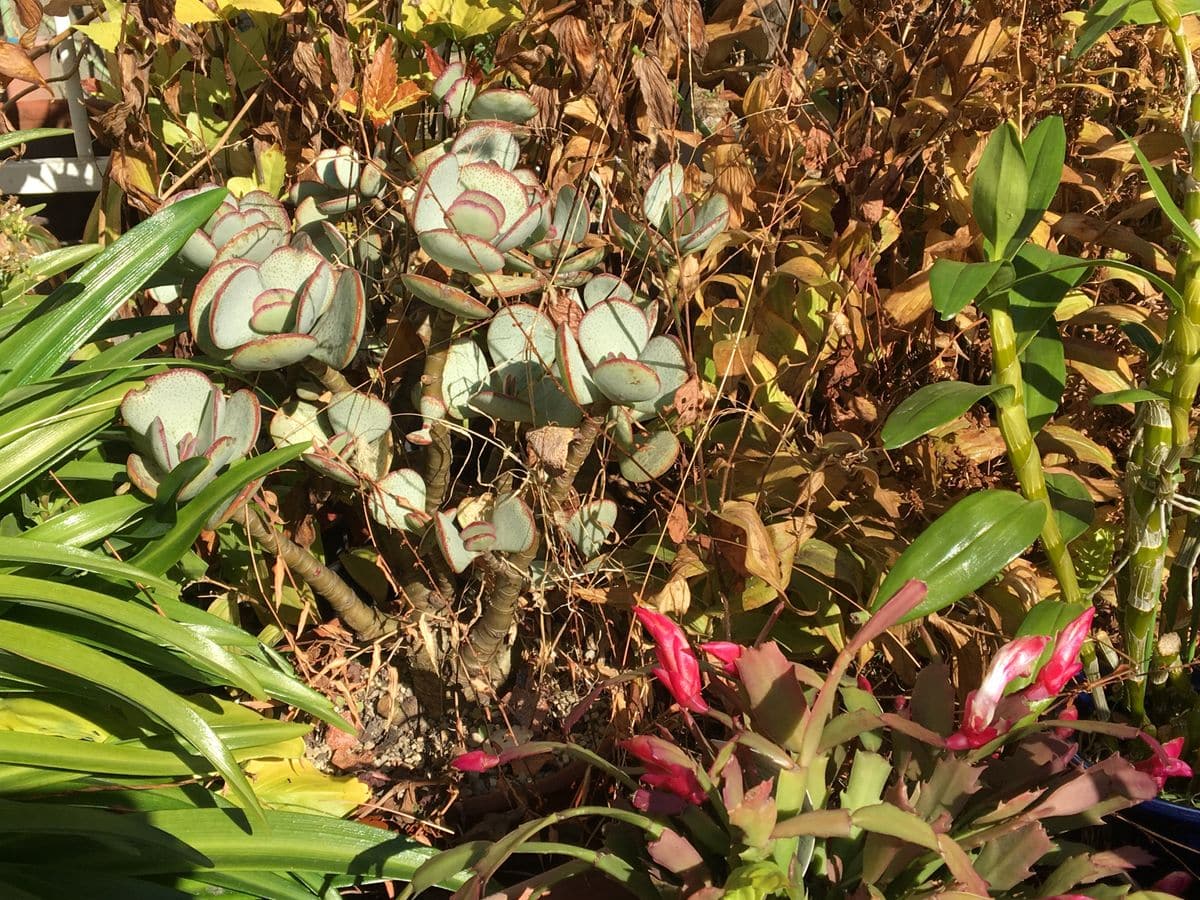 ❄️🌵💦 多肉が凍るとき