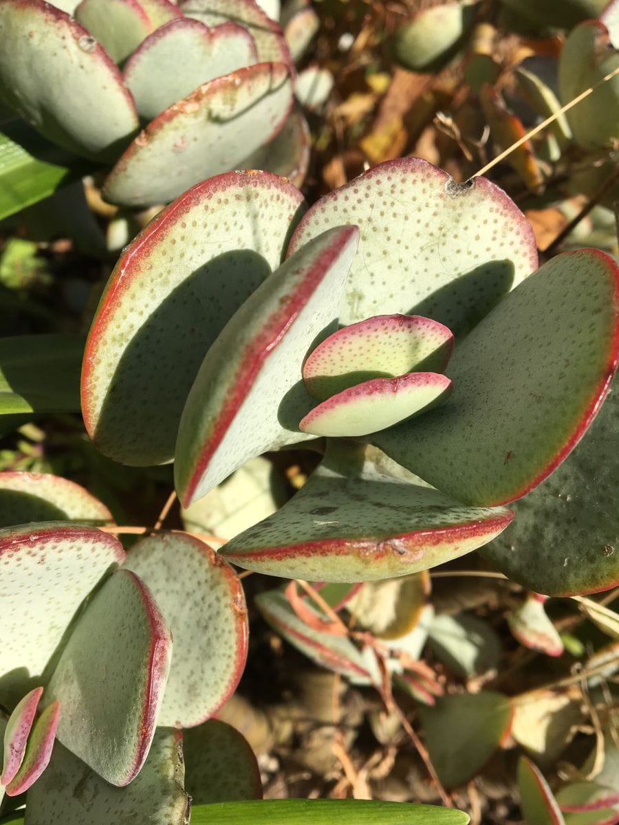 ❄️🌵💦 多肉が凍るとき