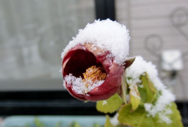 雪の朝