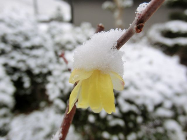 雪の朝