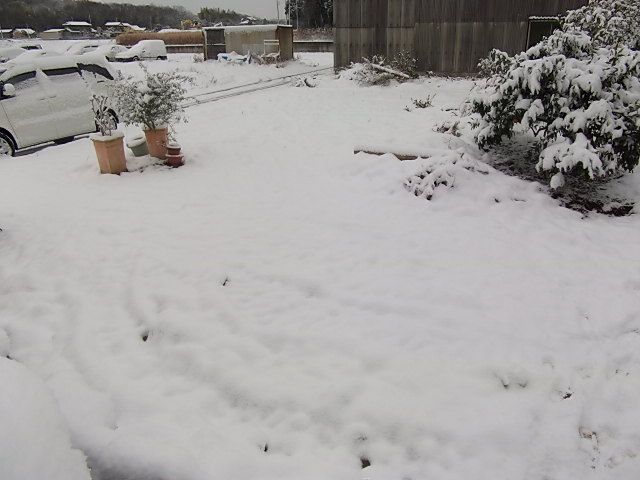 久しぶりの雪景色