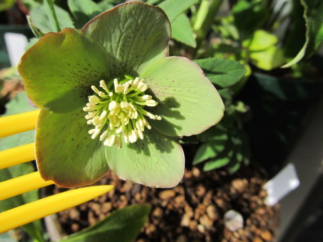 花つきの良さを後の世代へ・交配