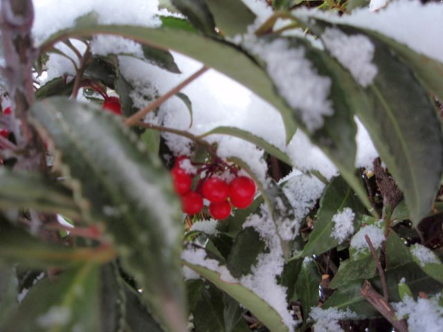 雪。