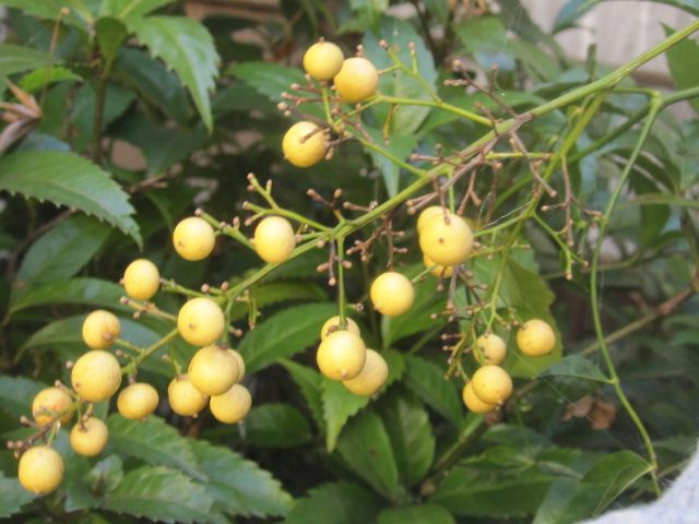 合格する植物？不合格の植物？