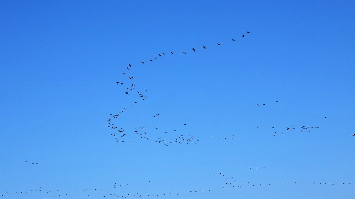 渡り鳥の大編隊( ◠‿◠ ) ～