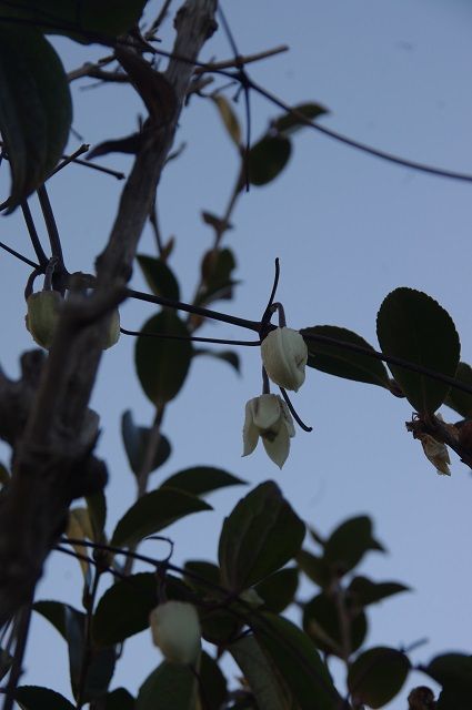 お花が少ないので～