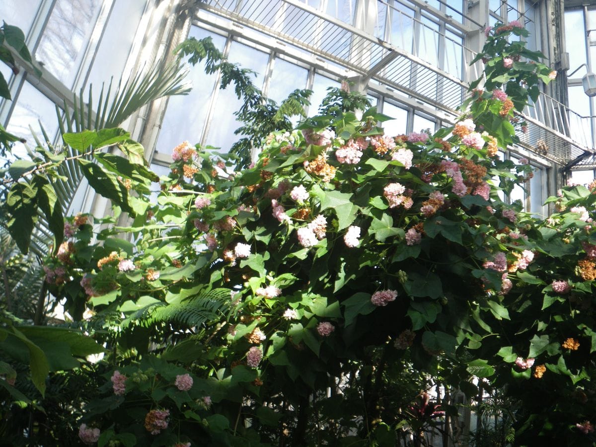 熱帯温室で満開の花を紹介いたします