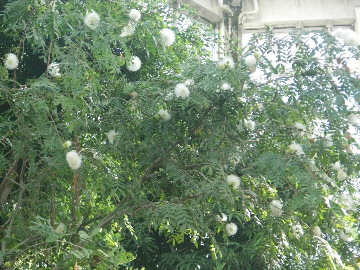 熱帯温室で満開の花を紹介いたします