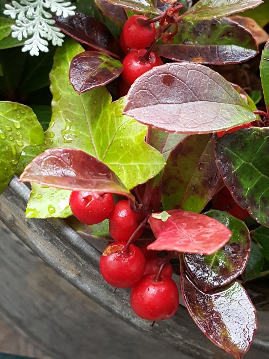 春のように暖かい雨☔ふっくらと春をよびます🎵