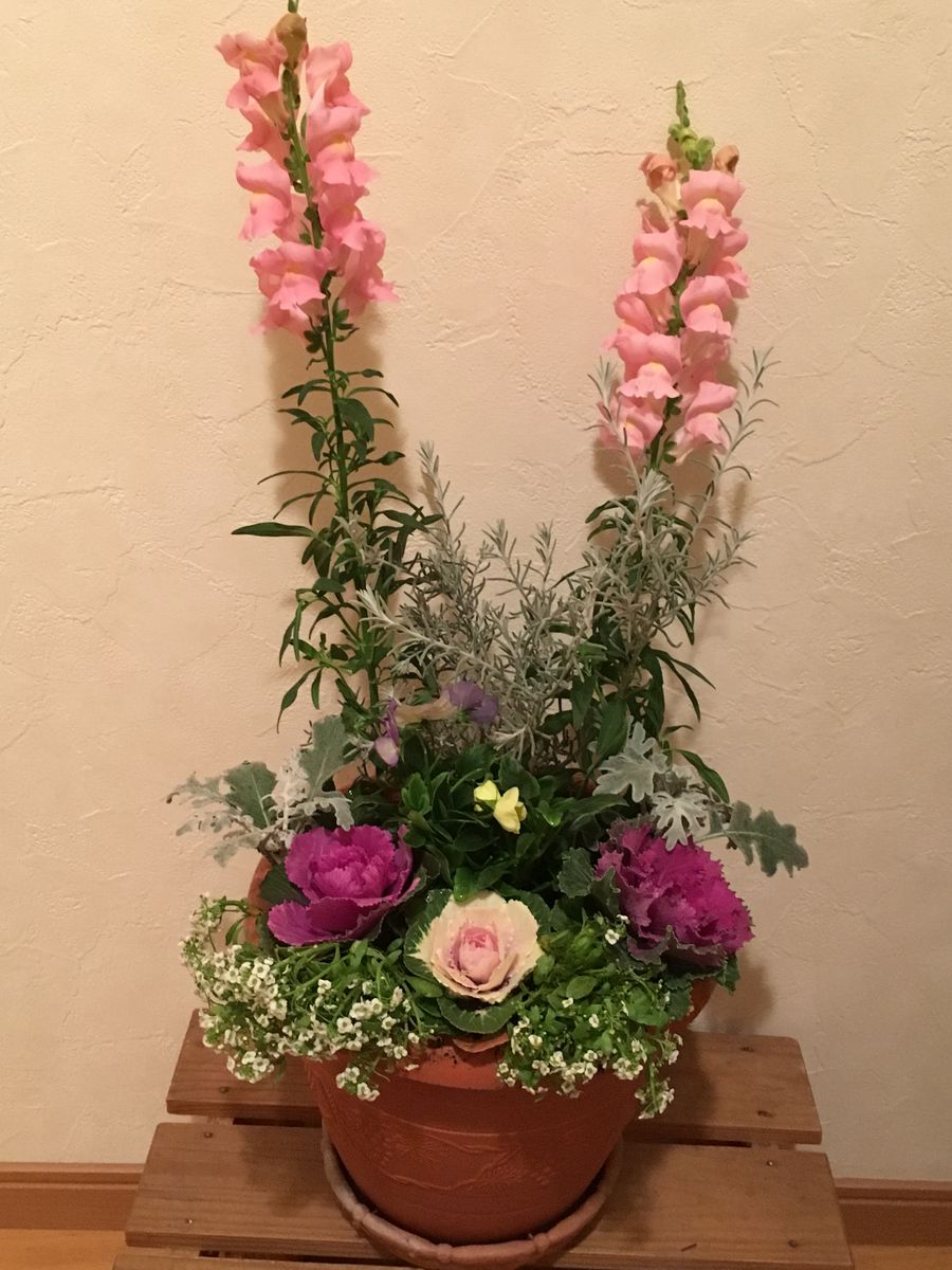 10月に作った寄せ植えのビフォーアフター🌸