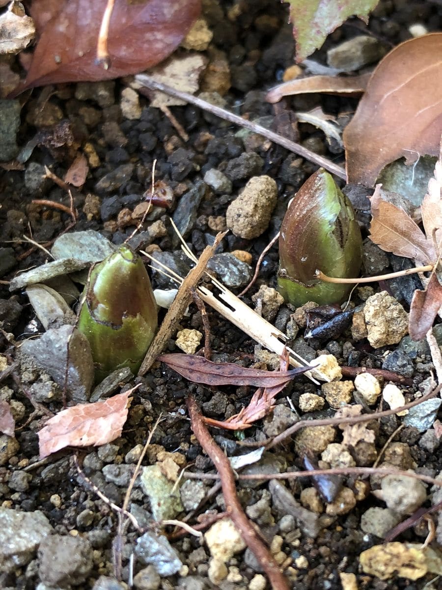 お庭の変化🌱芽が…