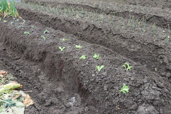 レタスを植えよう