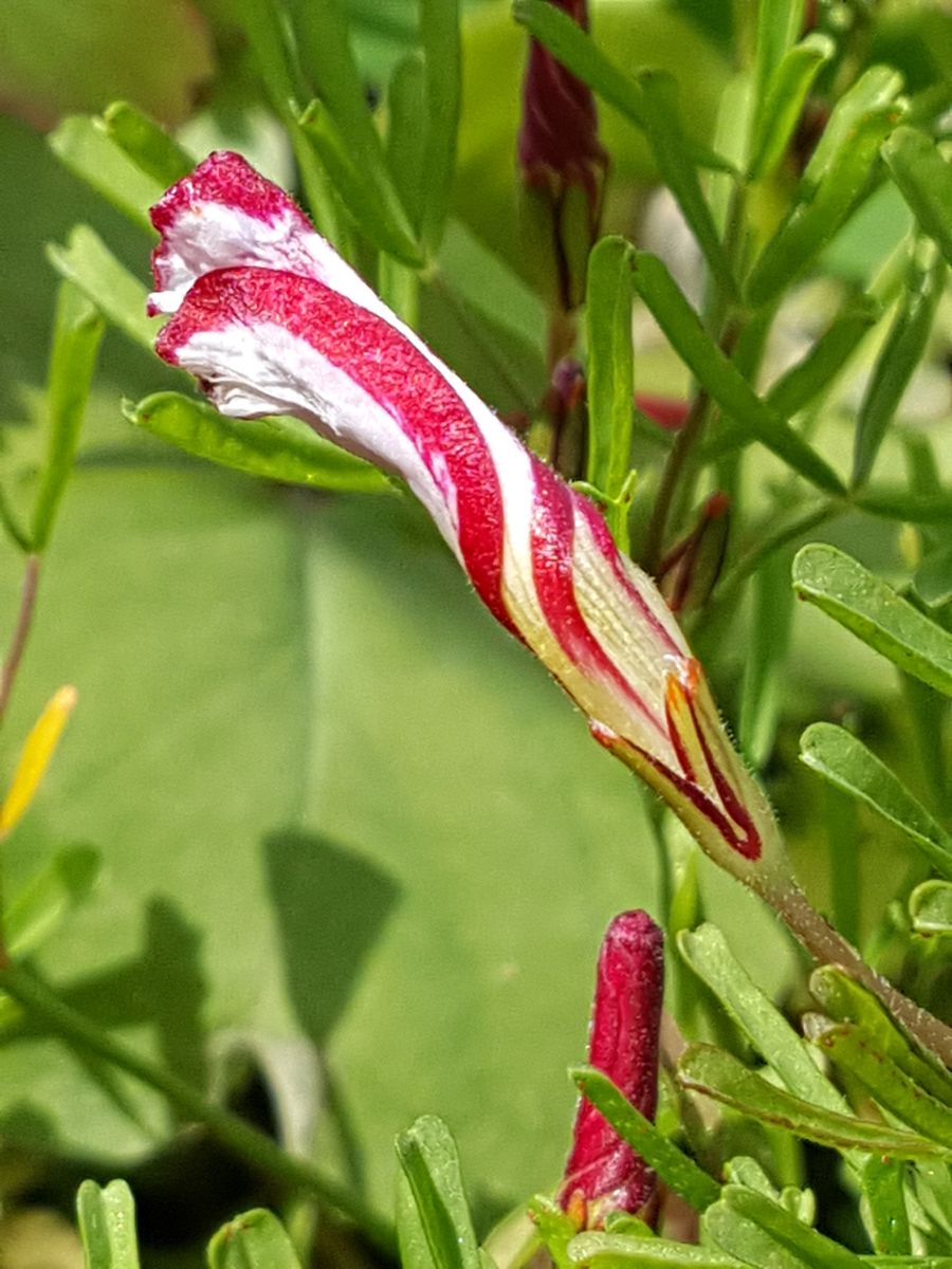 ふくおかルーバルガーデン2～の花たち