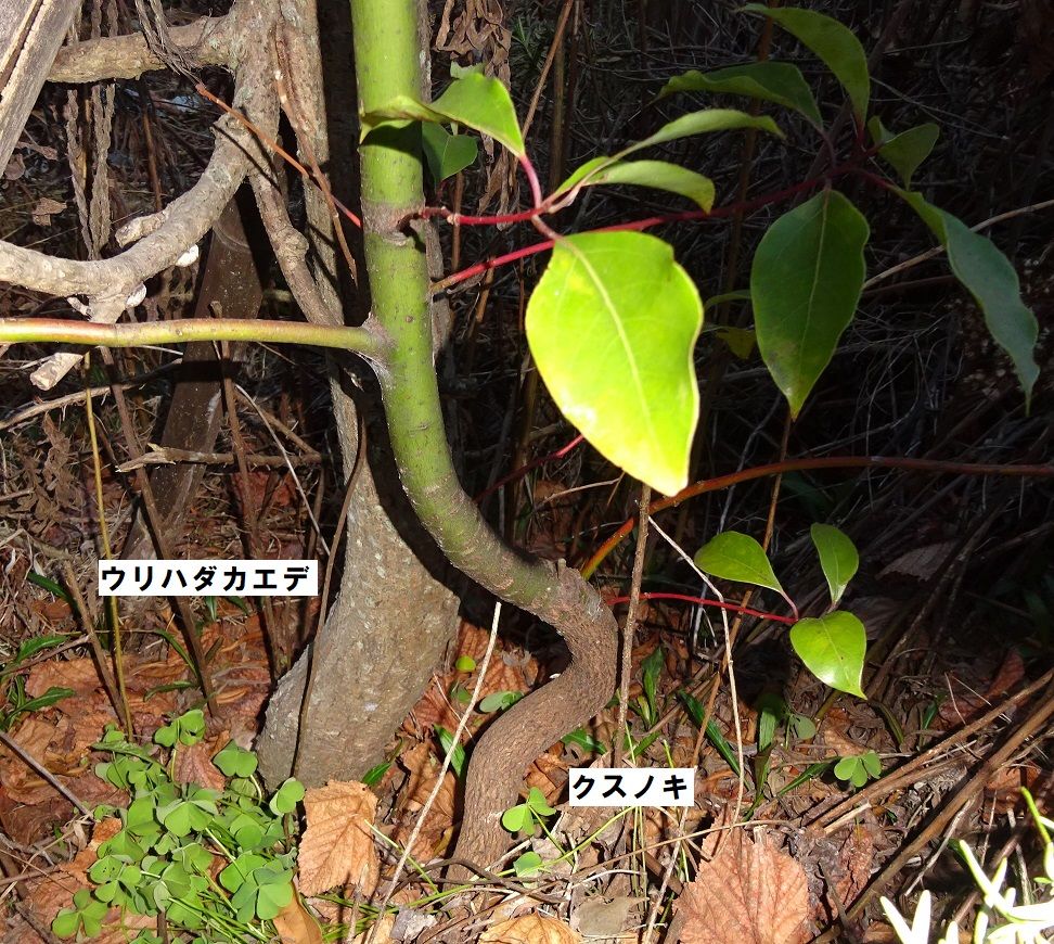 鳥のお土産（虫の写真あり）