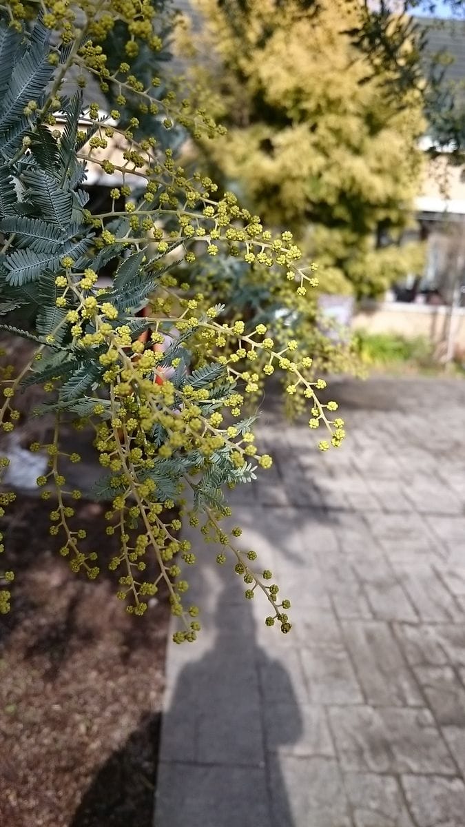 植え替え時の悩みは古土の処分とバラの根っこ