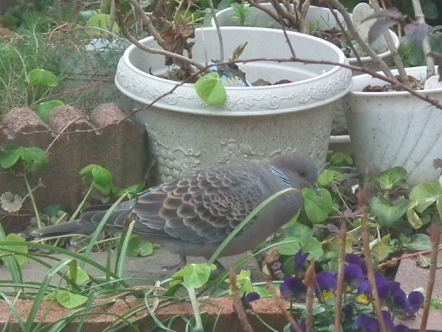 お庭散策🐦