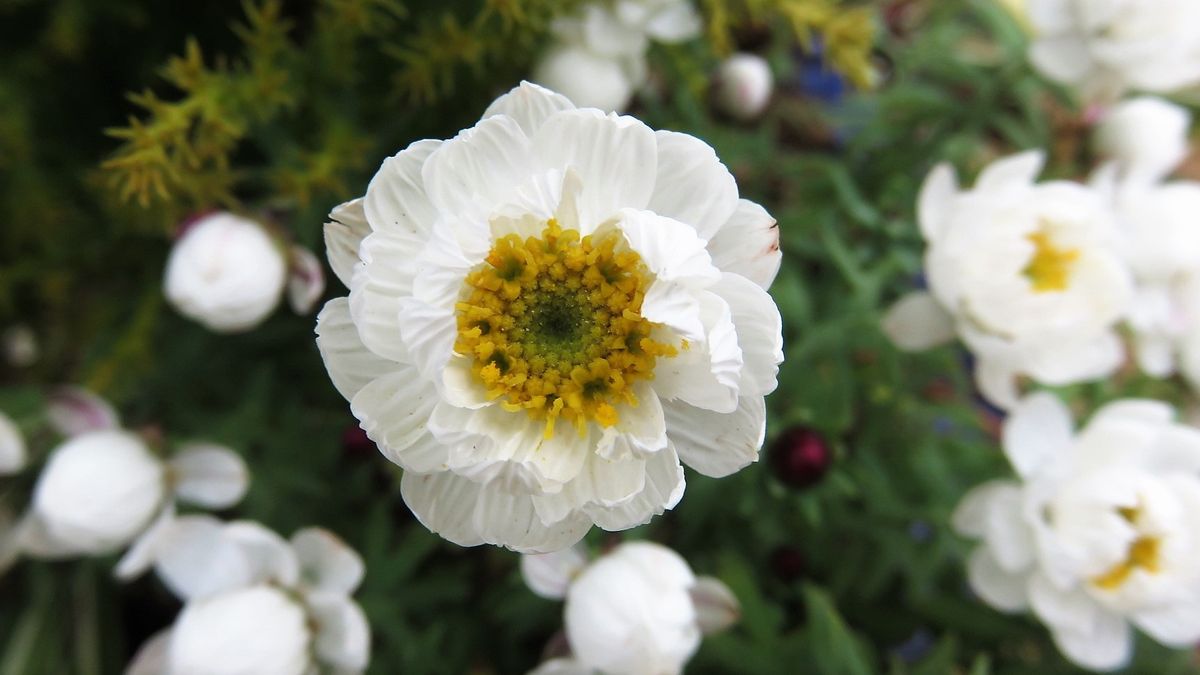 冬の妖精　花かんざし