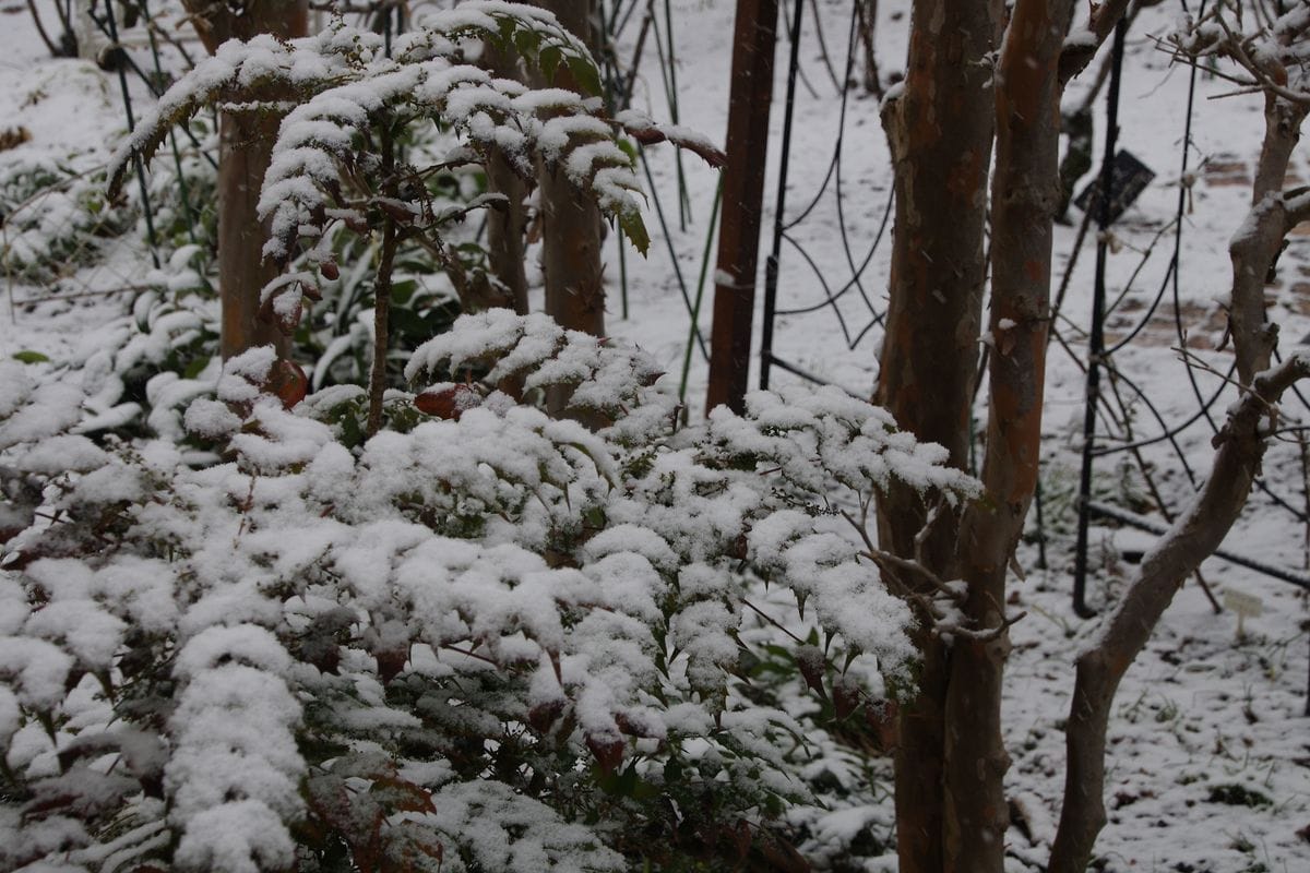 大雪の予感