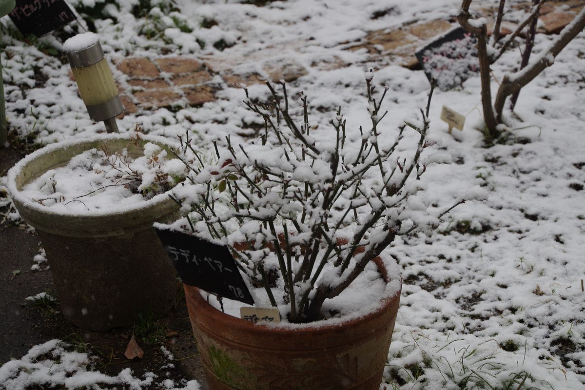 大雪の予感