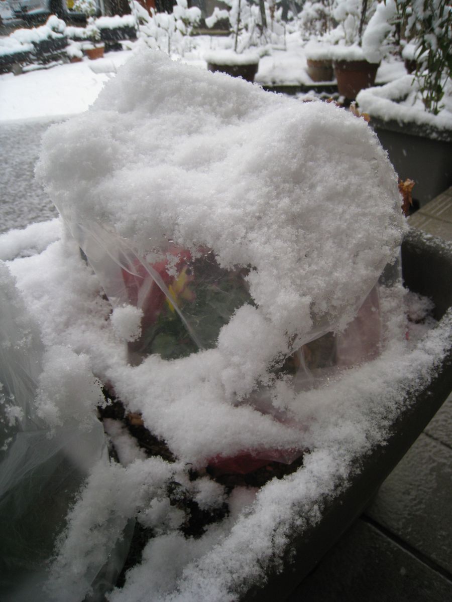 関東も大雪警報発令