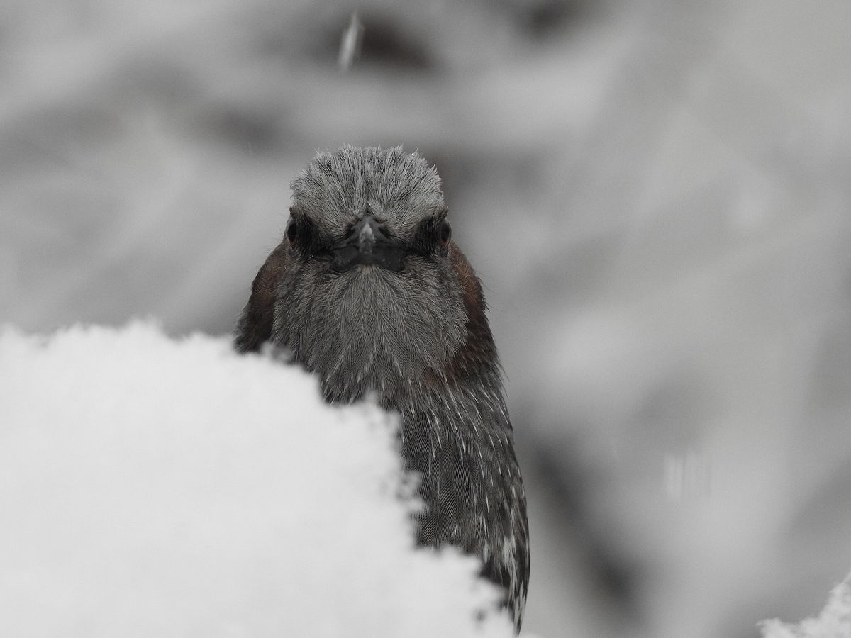 雪でも　やって来る　健気なピーちゃん