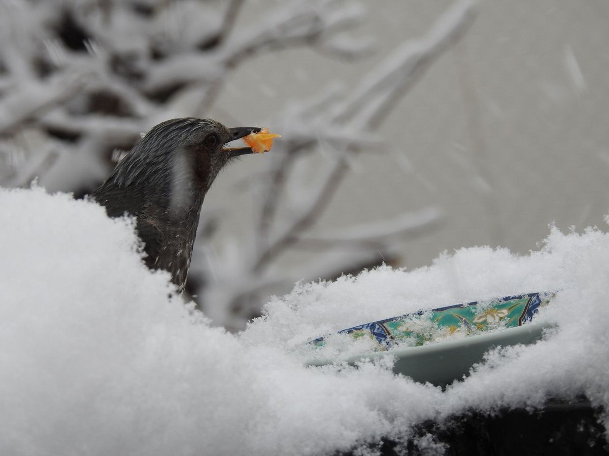 雪でも　やって来る　健気なピーちゃん