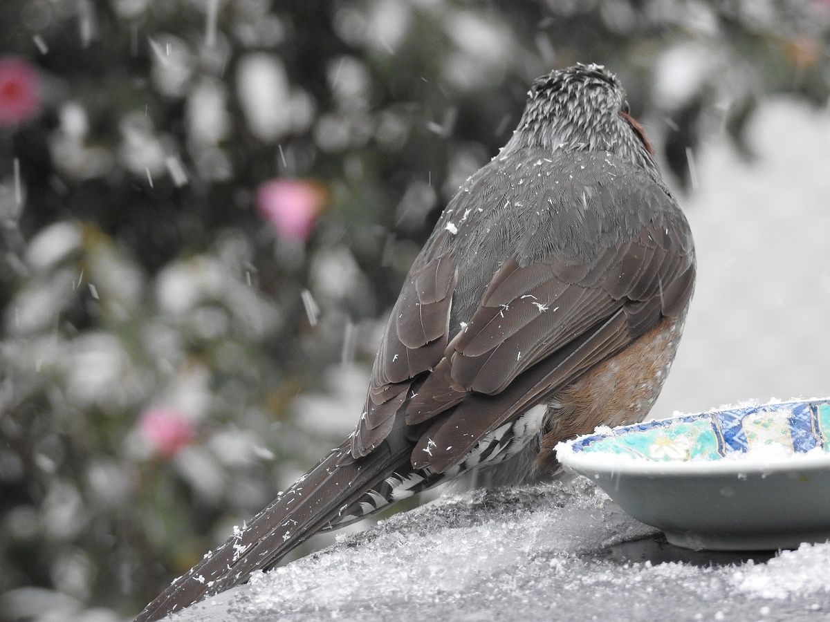 雪でも　やって来る　健気なピーちゃん