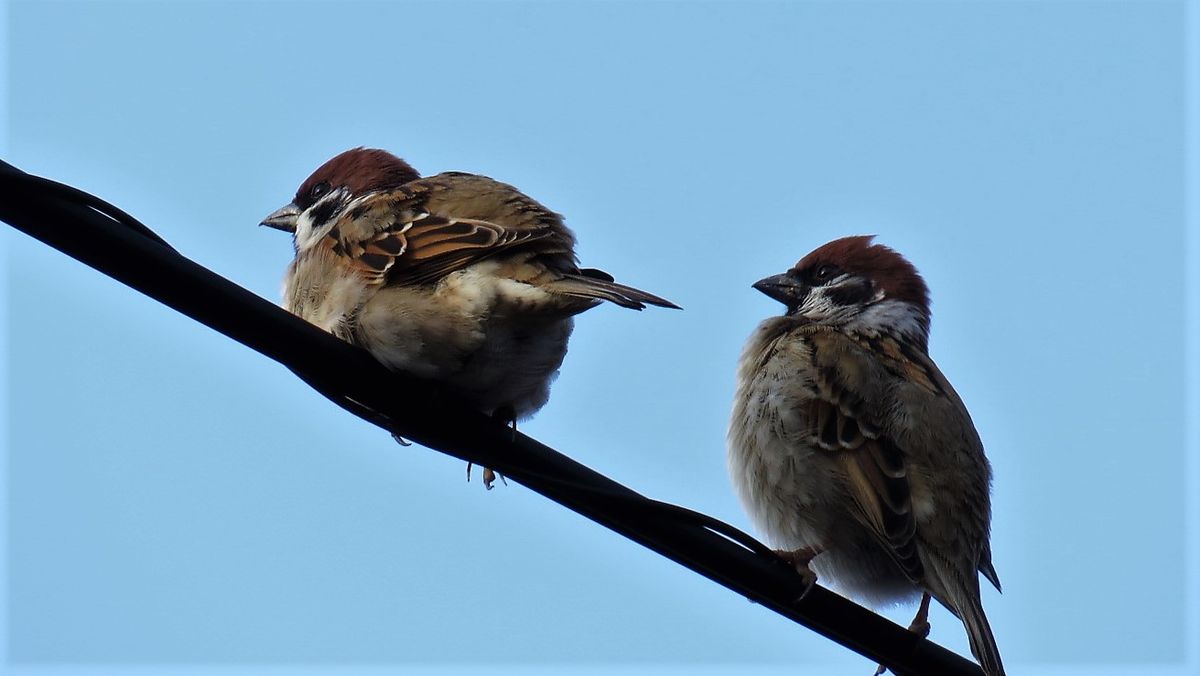 冷たい朝の鳥探し～1