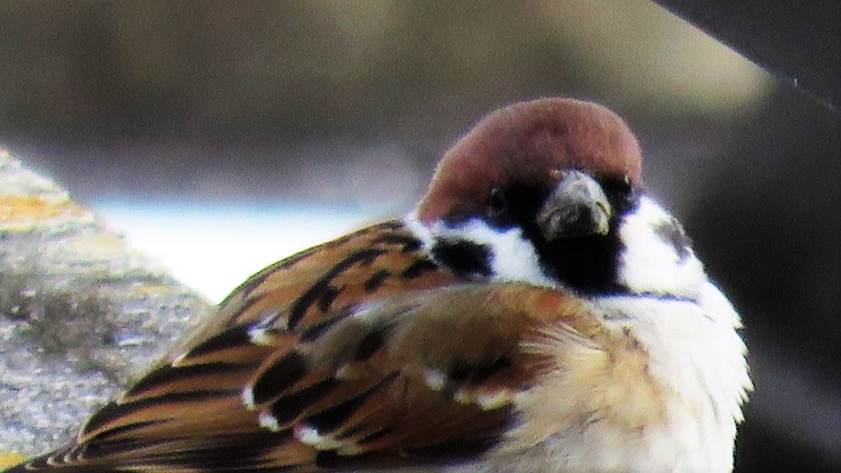 冷たい朝の鳥探し～1