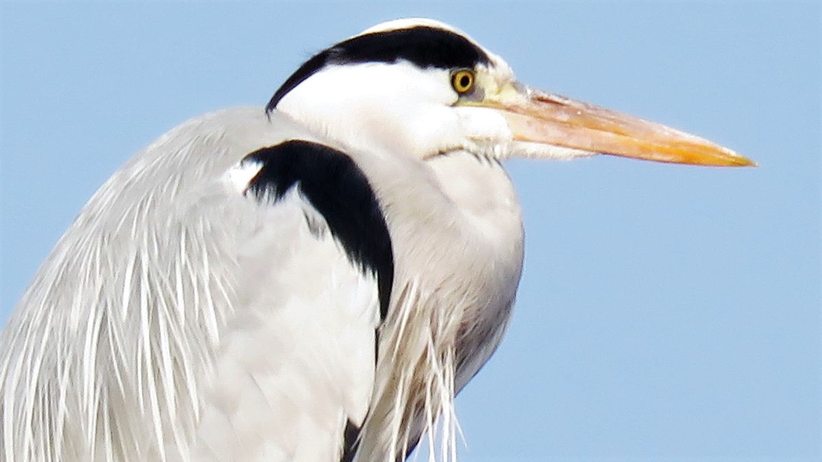 冷たい朝の鳥探し～2