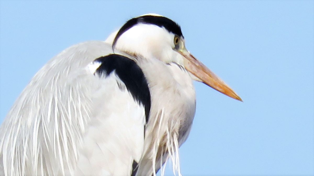 冷たい朝の鳥探し～2