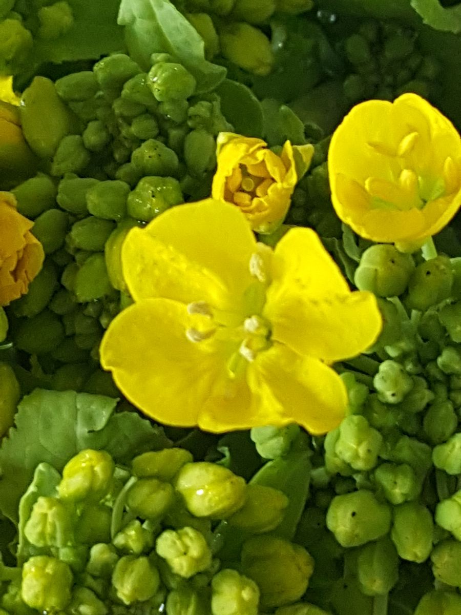 ふくおかルーバルガーデン2菜の花便り❗