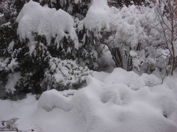 雪本番