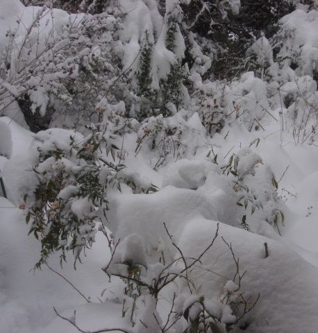 雪本番