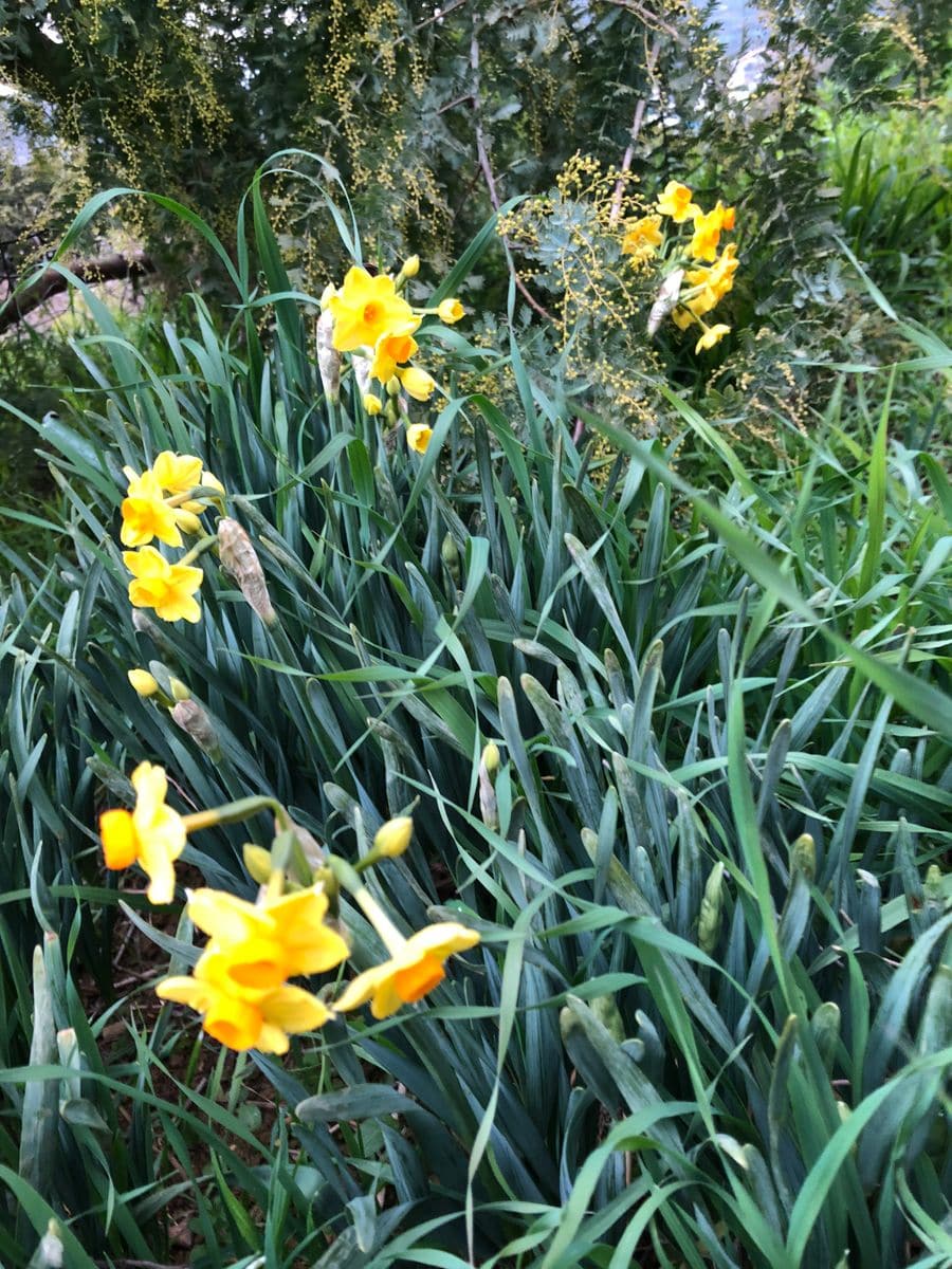 黄房水仙の花