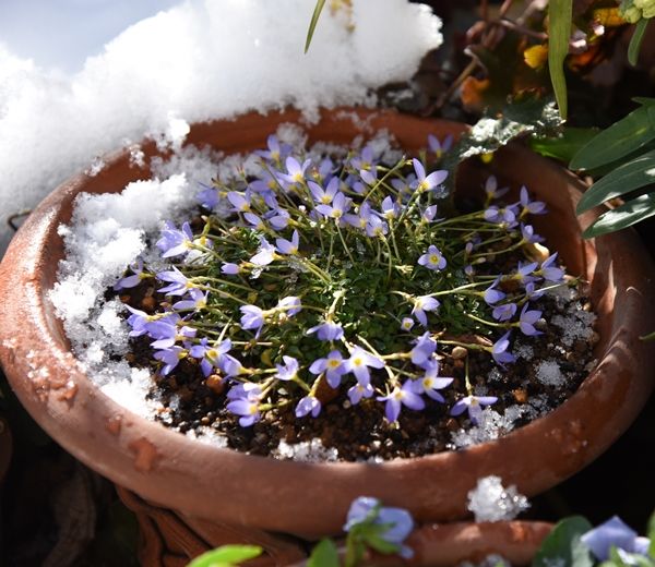 小さな庭の雪の被害