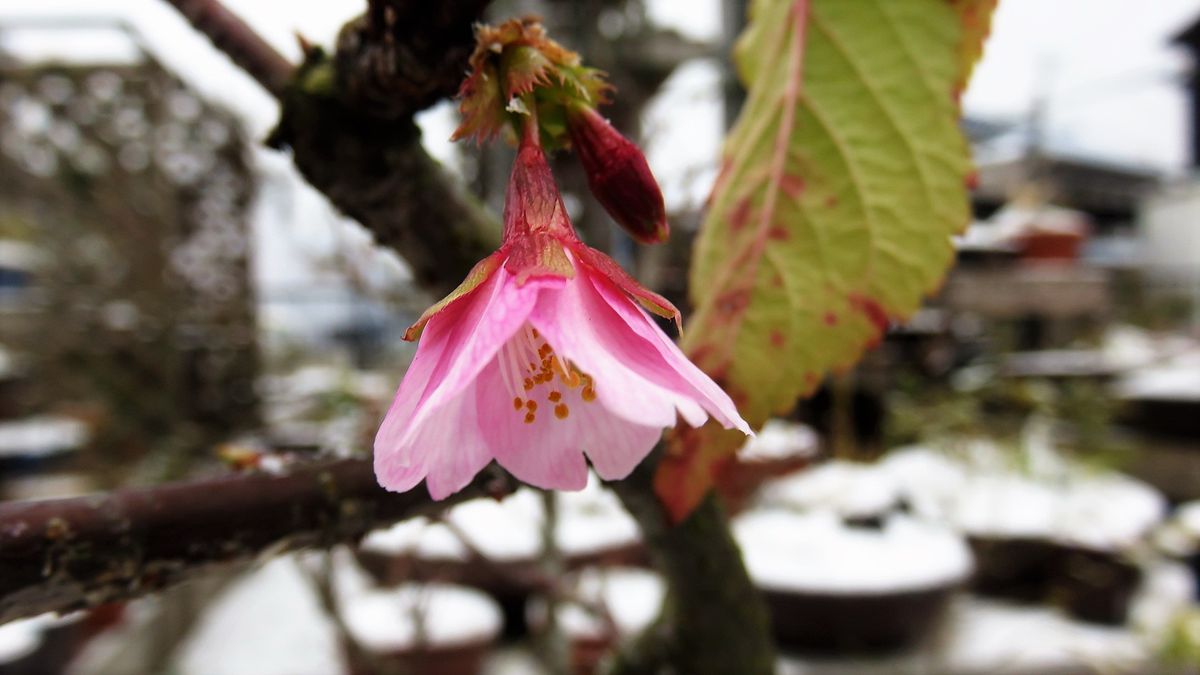 開きかけたら止まらない～河津桜