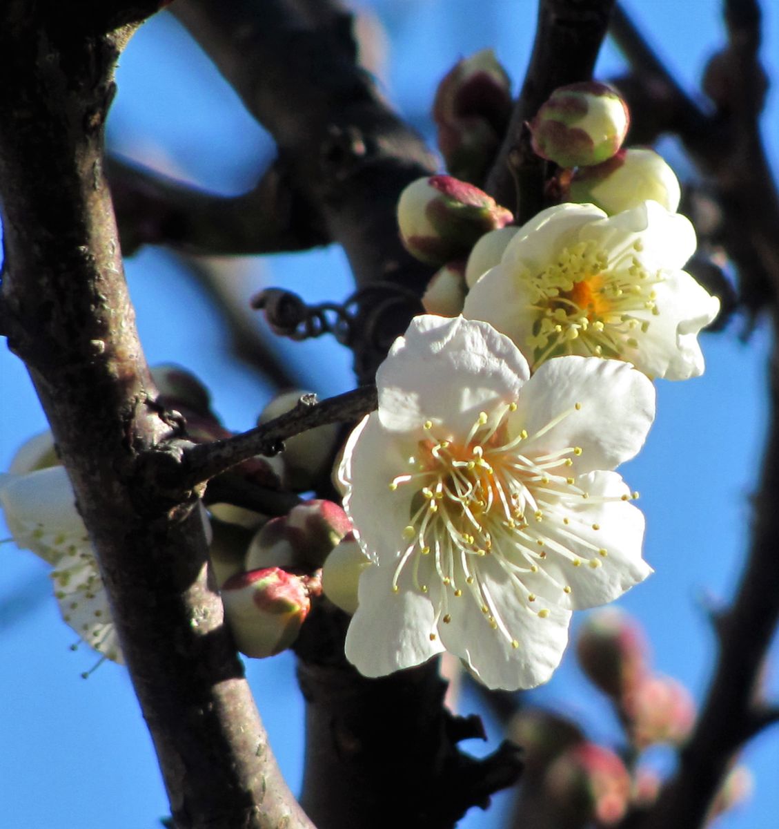 水芭蕉・・・