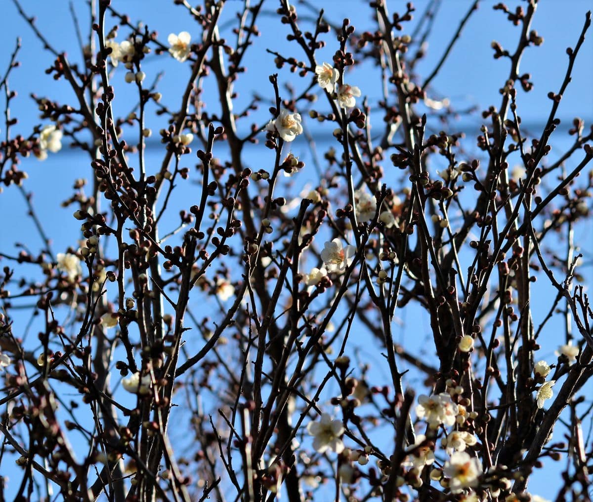 水芭蕉・・・