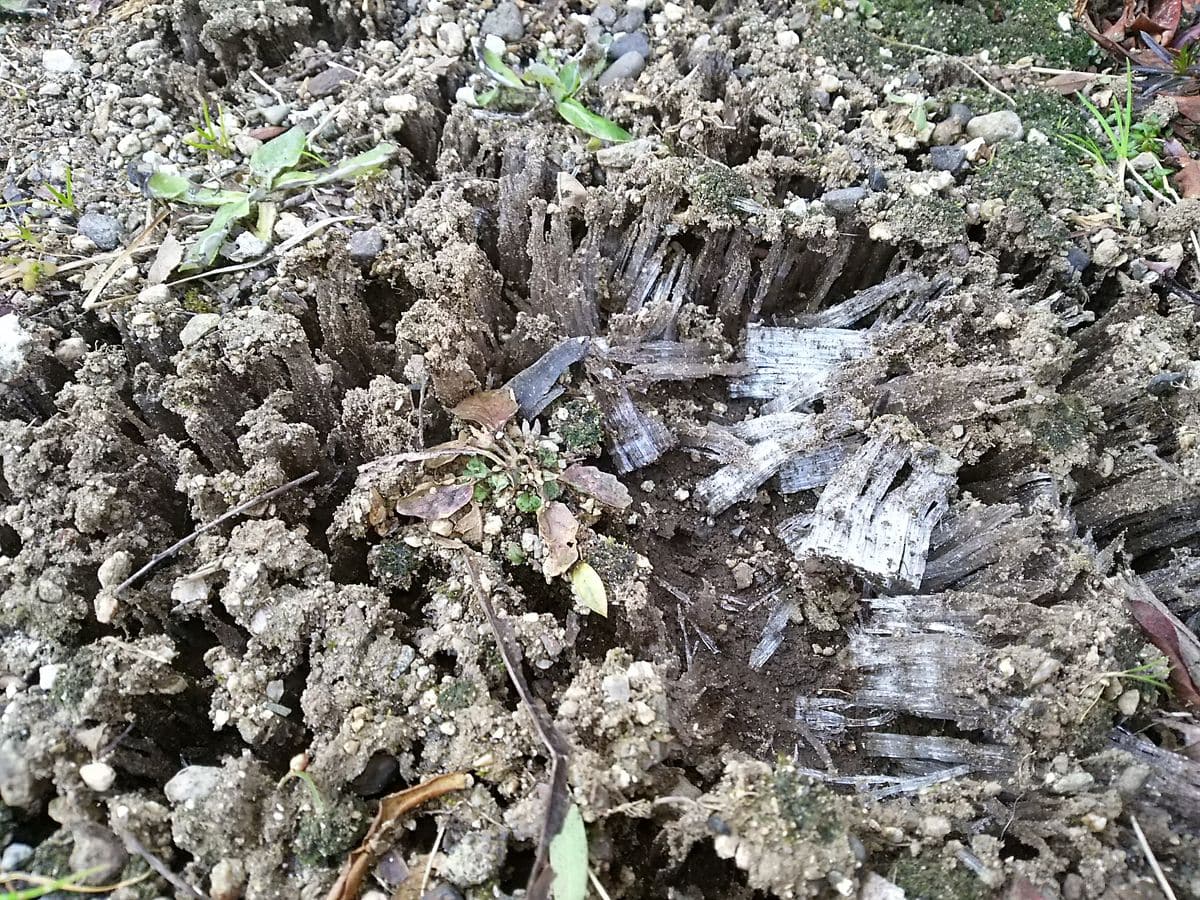 霜柱ザクザク。梅の蕾も💠