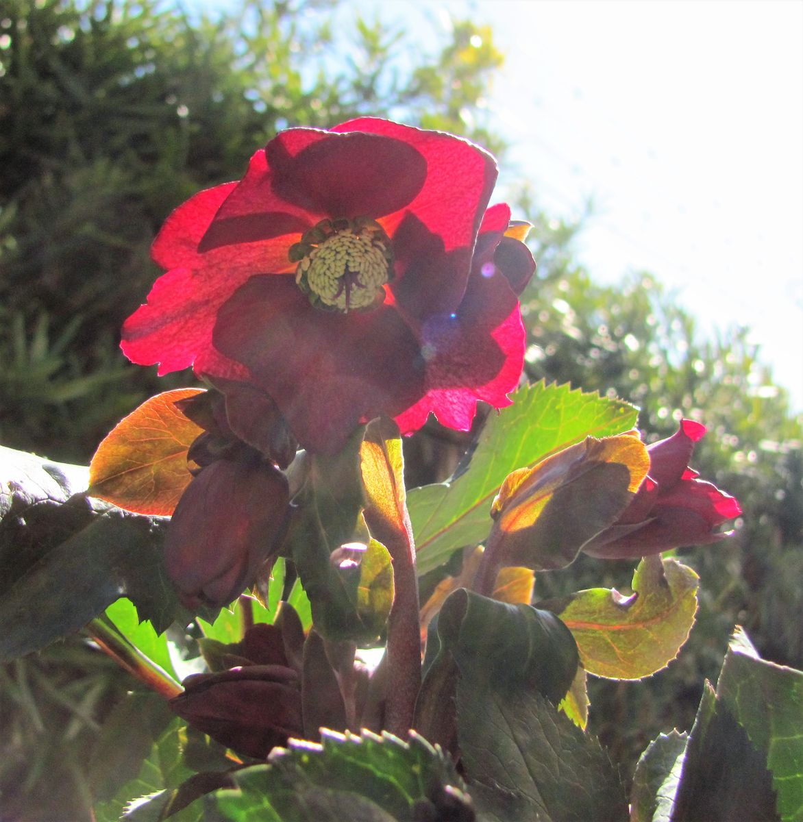 氷の薔薇が一輪