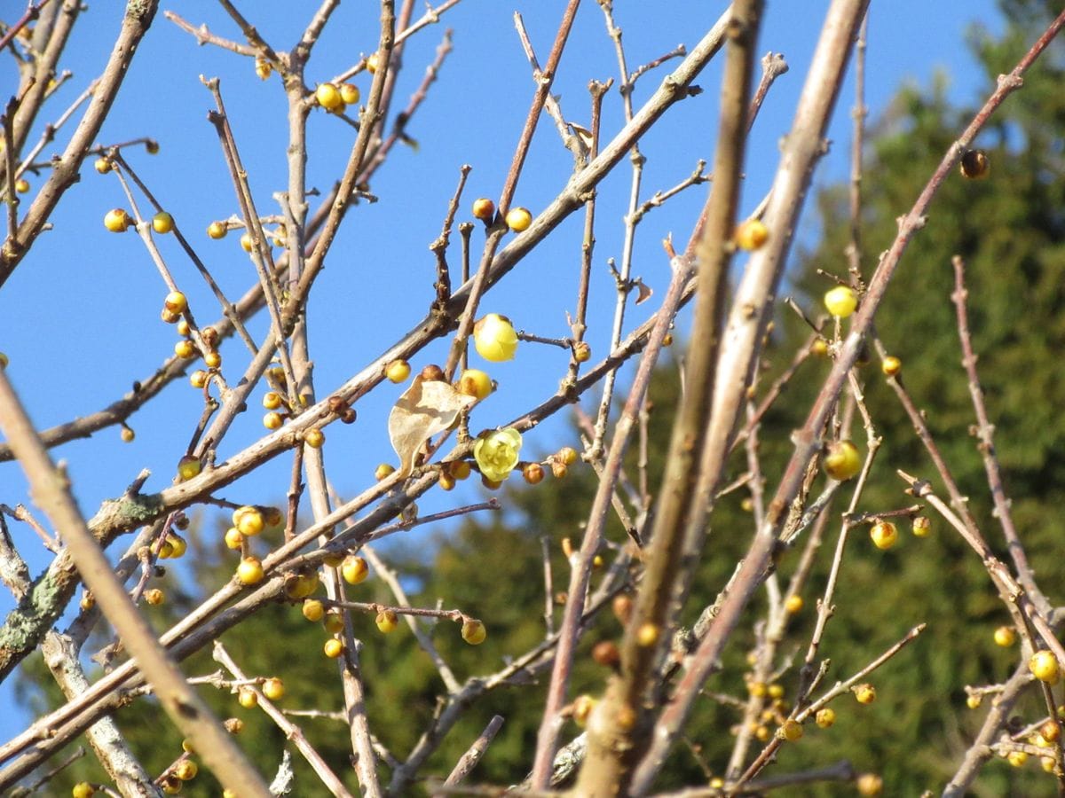 由愛(ゆめ)の花日記♪