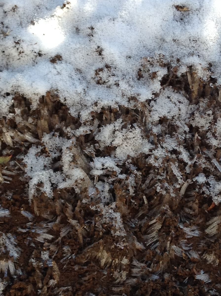 千葉は今雪国さ！    山野草は強いぞ！