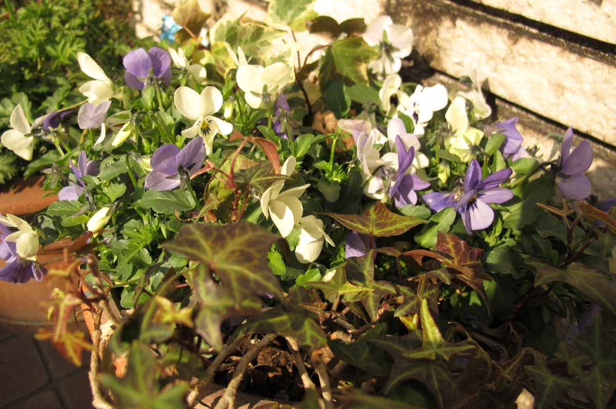 庭の花（１月）