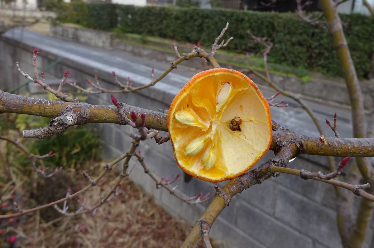 １．チョコ食のしまくじら