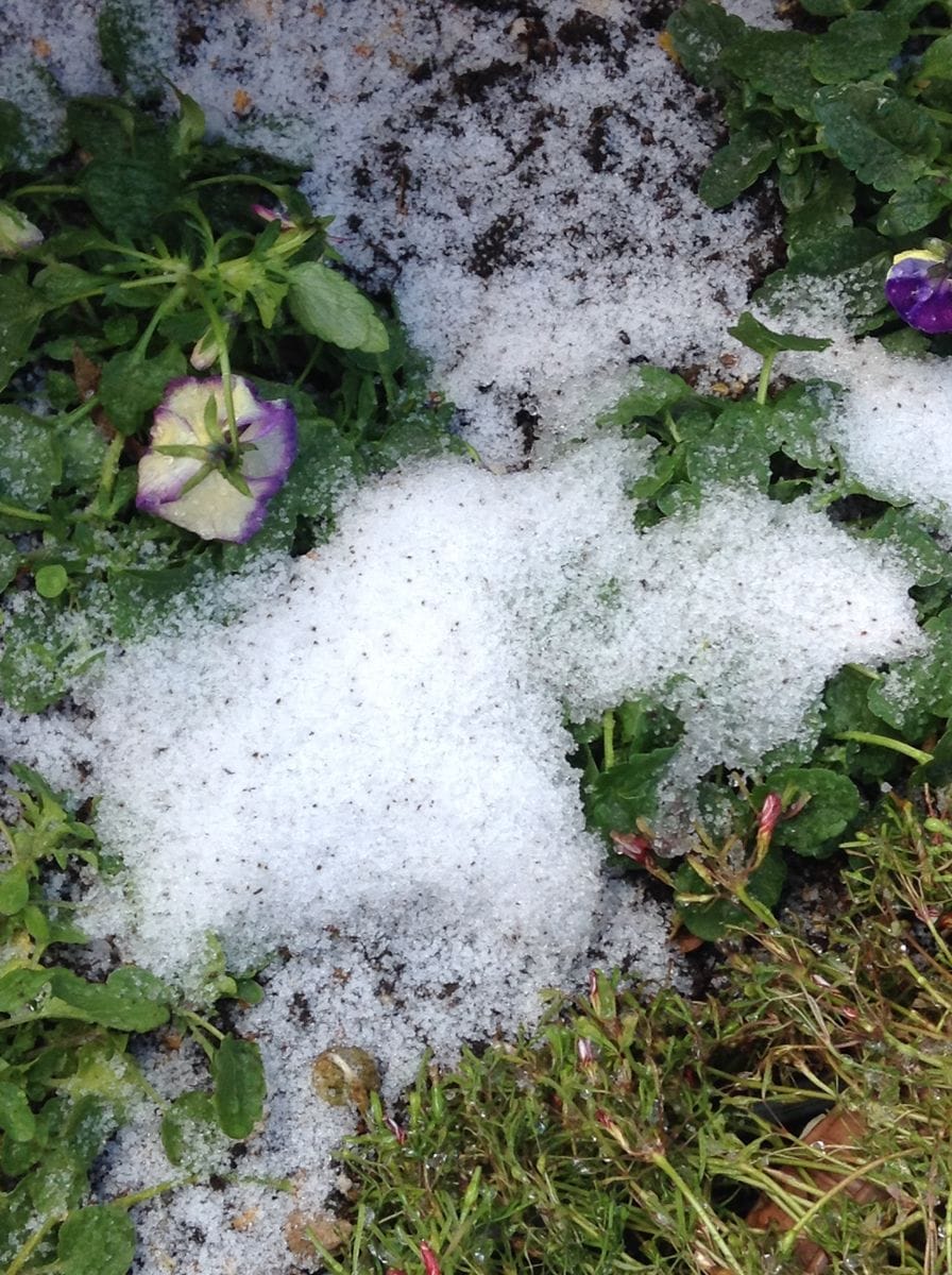 雪の庭です。