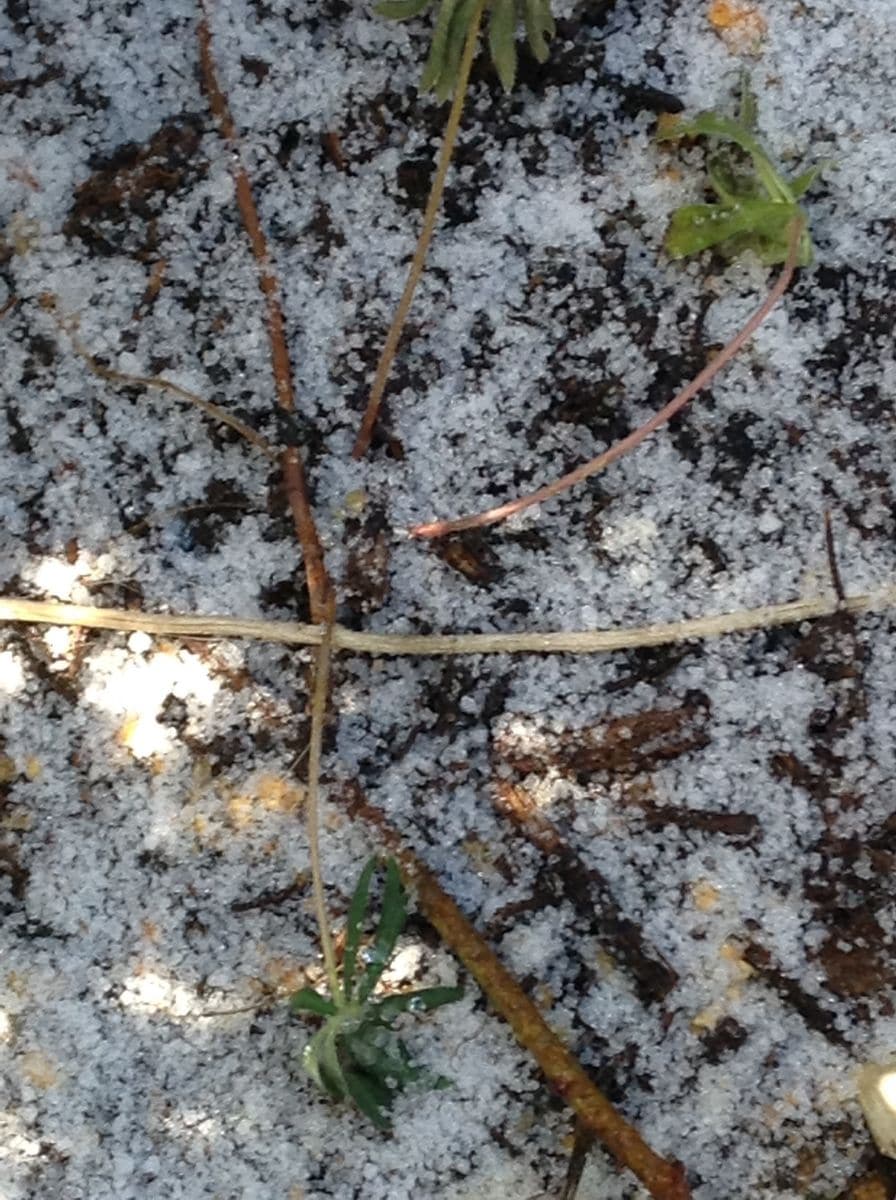 雪の庭です。