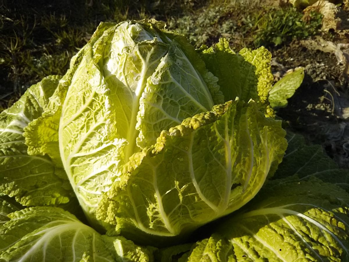 頑張った冬野菜